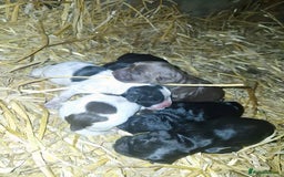 Sprocker dogs for sale: Beautiful Sprocker Puppies - Image 1