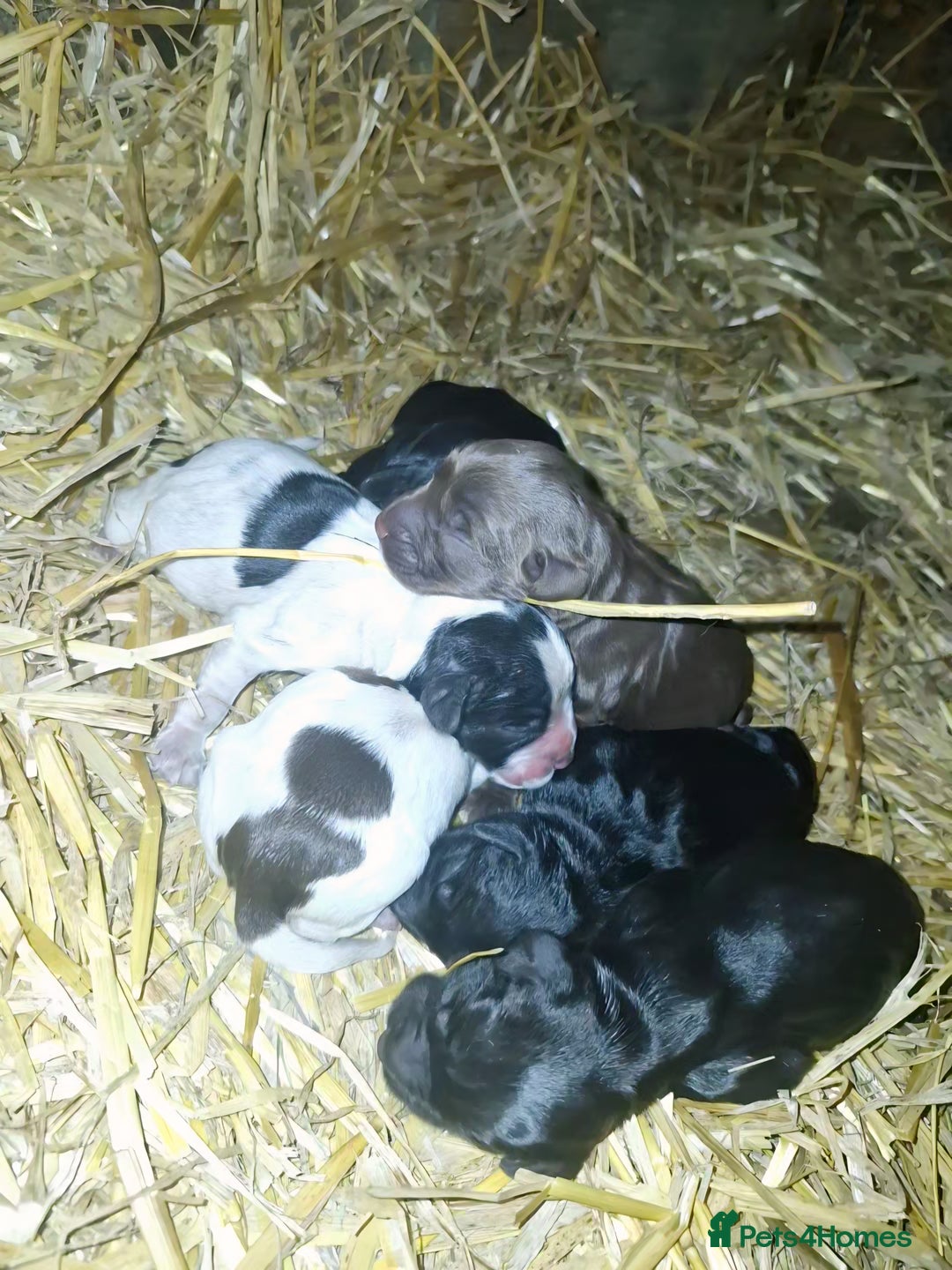Sprocker dogs for sale: Beautiful Sprocker Puppies - Image 1