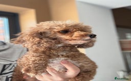 Toy Poodle dogs for sale: 💙🩷Gorgeous KC Toy Poodle Puppies 🩷💙 - Image 14