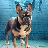 French Bulldog dogs BRUCE blue and tan french bulldog in Sheffield - Advert 2