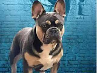 French Bulldog dogs BRUCE blue and tan french bulldog in Sheffield - Advert 2