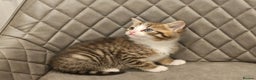 Mixed Breed cats for sale: Beautiful mixed Bengal kitten - Advert 5