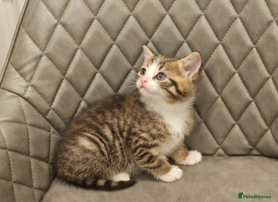 Mixed Breed cats for sale: Beautiful mixed Bengal kitten - Advert 5