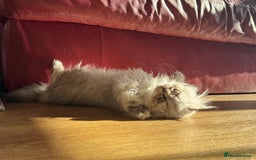 Persian cats for sale: Persian Kittens - 2 Males & 2 Females  - Image 19
