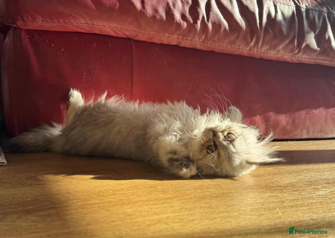 Persian cats for sale: Persian Kittens - 2 Males & 2 Females  - Image 19