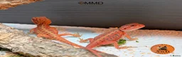 Bearded Dragon reptiles for sale: Stunning baby bearded dragons ready to go!  - Advert 6