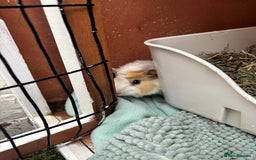 Guinea Pig rodents for sale: 2 guinea pigs to rehome - Image 3