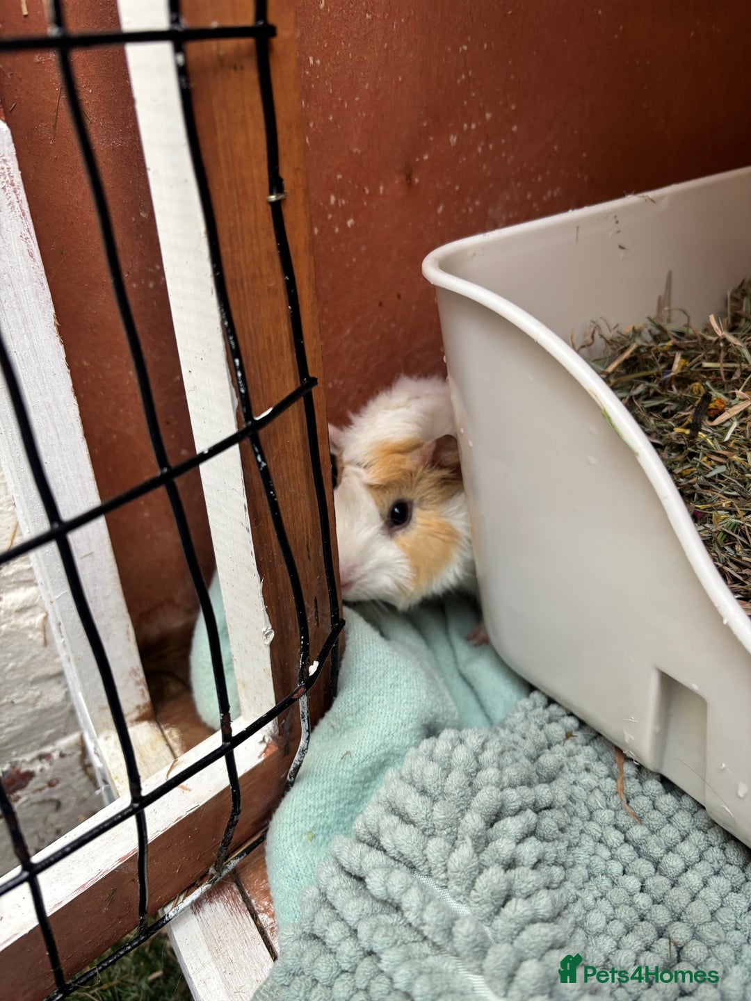 Guinea Pig rodents for sale: 2 guinea pigs to rehome - Image 3