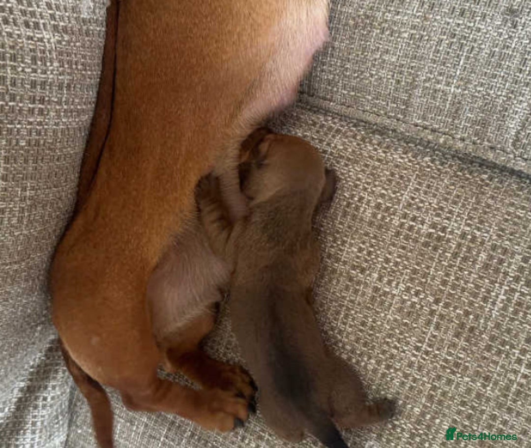 Miniature Dachshund dogs for sale: Miniature dachshund dog  - Image 3