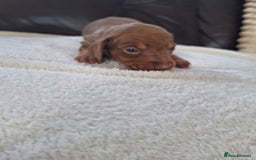 Miniature Dachshund dogs for sale: 4 beautiful mini dash's for sale - Image 3