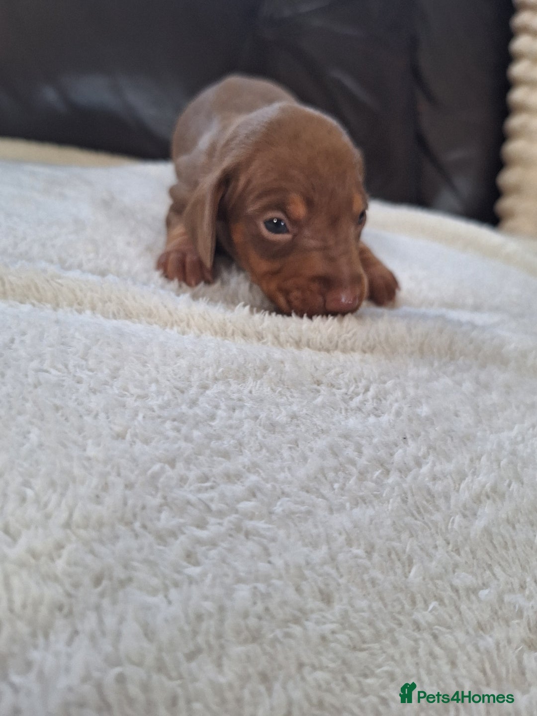 Miniature Dachshund dogs for sale: 4 beautiful mini dash's for sale - Image 3