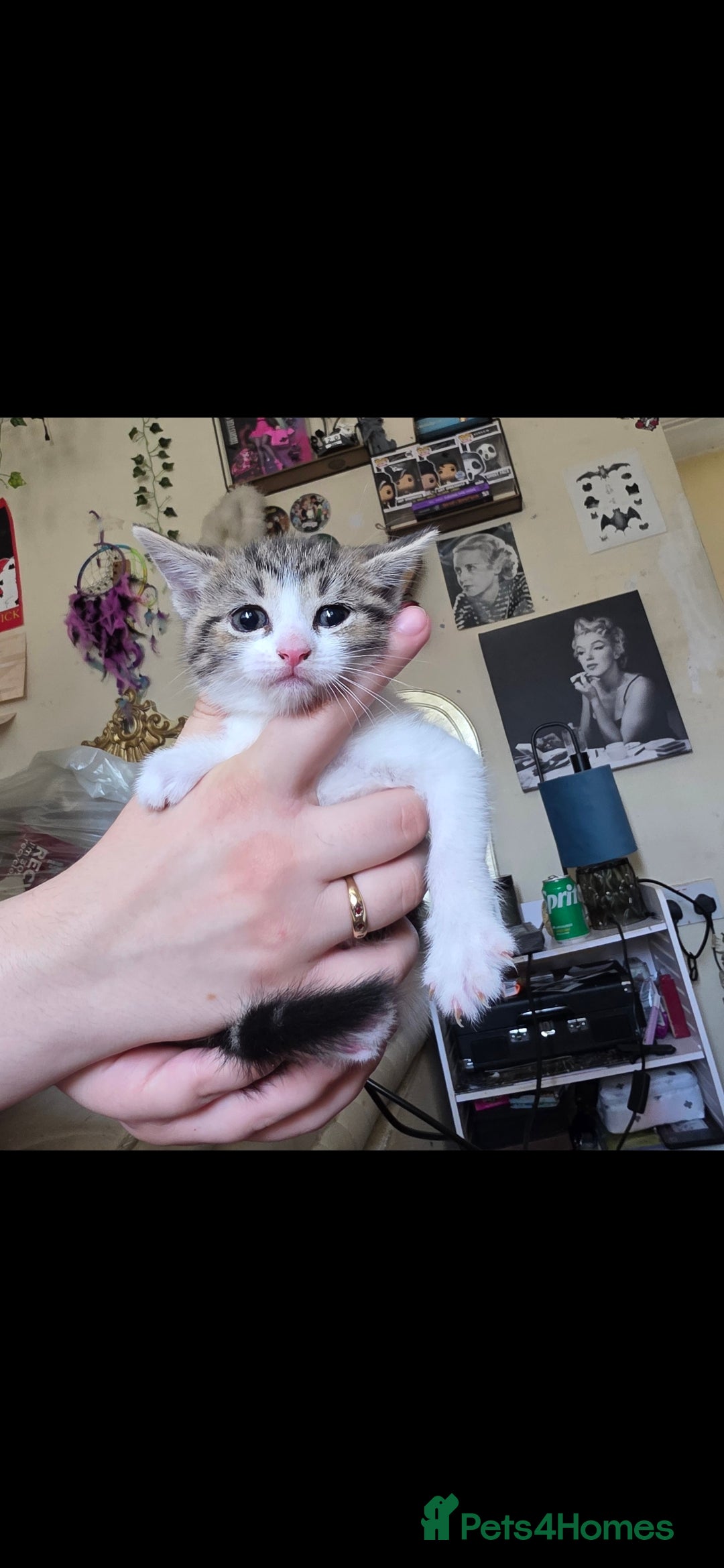 Mixed Breed cats for sale: Two girls left  - Image 15