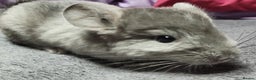 Chinchilla rodents for sale: Baby chinchillas now ready for their new homes - Advert 6