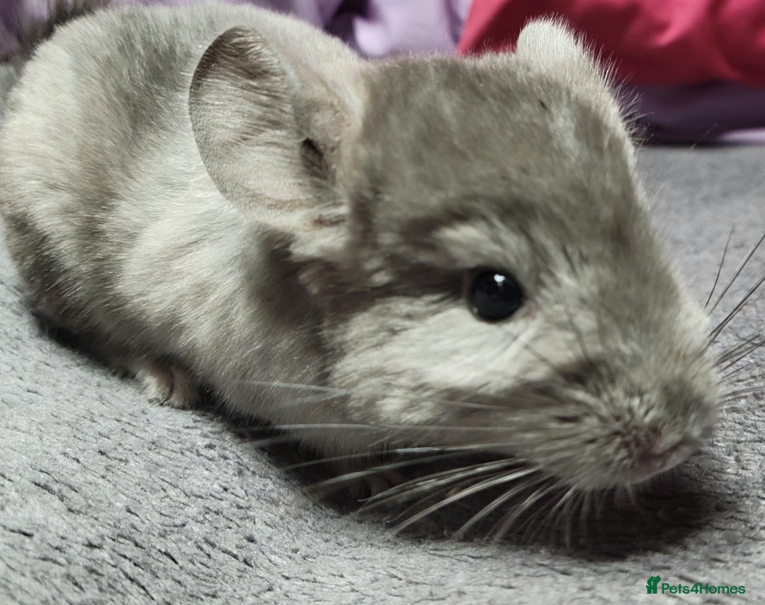 Chinchilla rodents for sale: Baby chinchillas now ready for their new homes - Advert 6