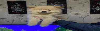 German Spitz 4