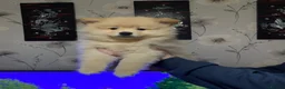 German Spitz dogs for sale: Mr Paul McFadden  in Stoke-on-Trent - Advert 4
