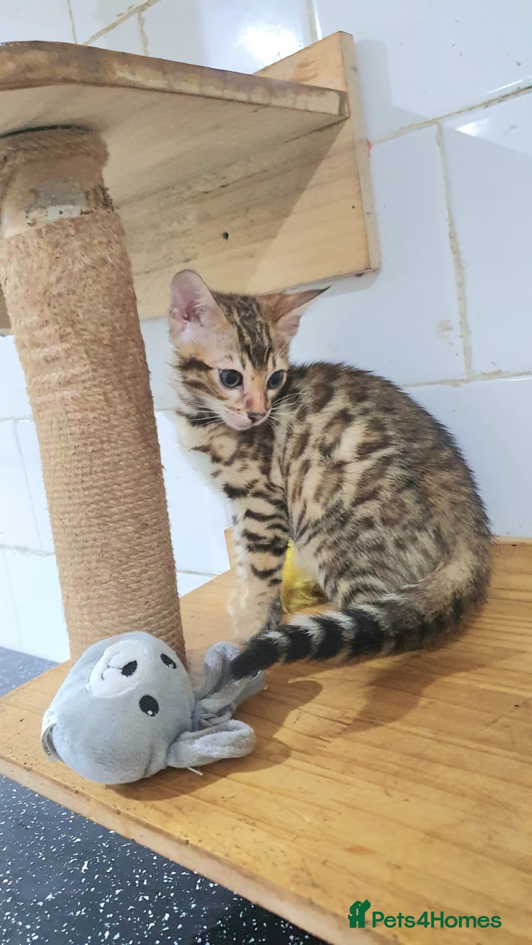Bengal cats for sale: 🔥✨Pedigree TICA-Registered Bengals - Advert 11