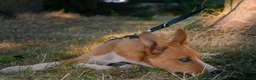 Mixed Breed dogs for sale: Willow - 7 months old in London - Advert 1