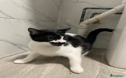 Mixed Breed cats for sale: 2 male kittens - Image 2