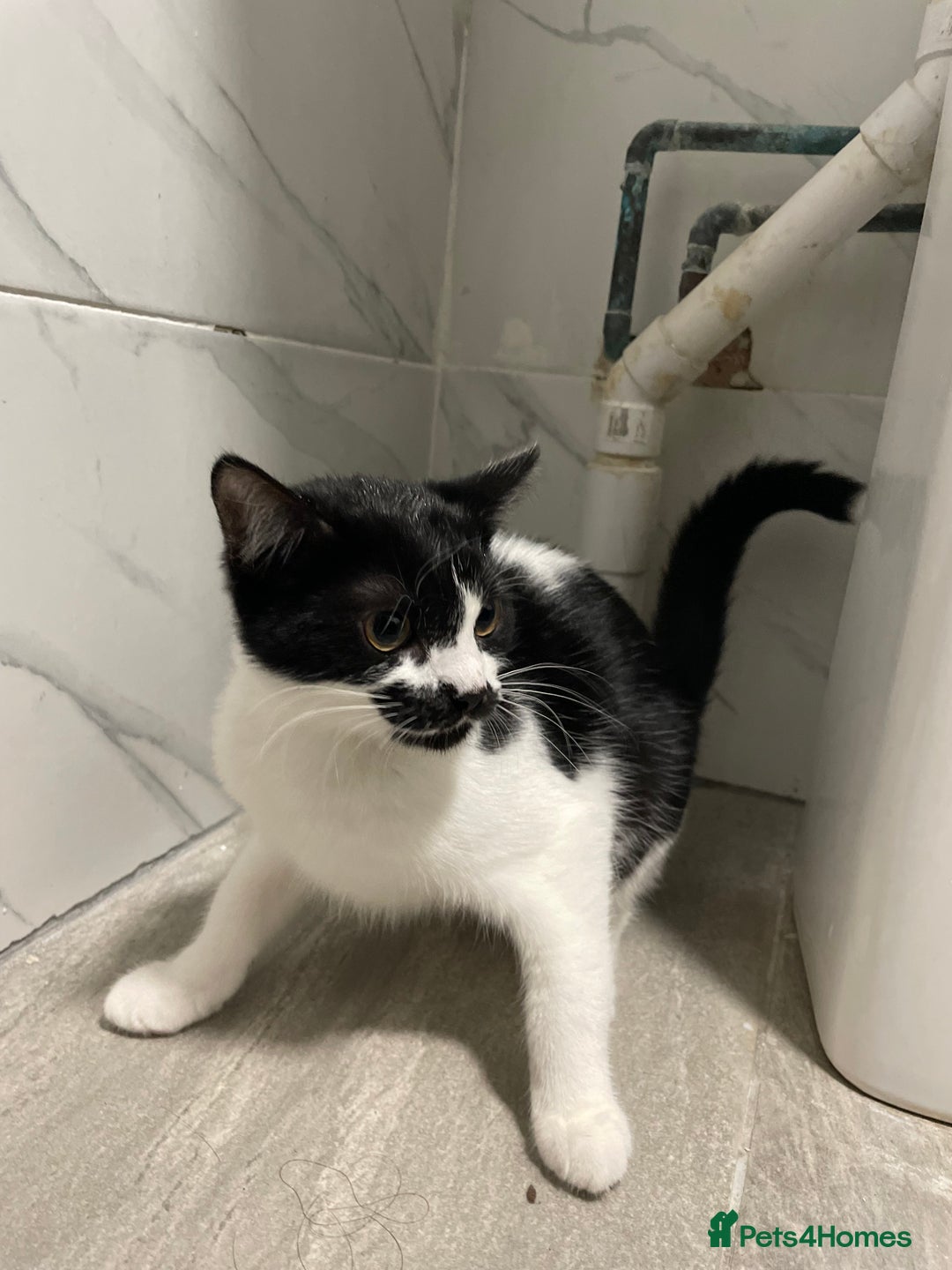 Mixed Breed cats for sale: 2 male kittens - Image 2