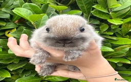 Netherland Dwarf rabbits for sale: Purebred Netherland Dwarf female - Image 5