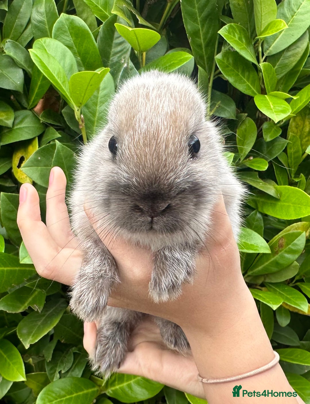 Netherland Dwarf rabbits for sale: Purebred Netherland Dwarf female - Image 5