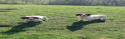 English Springer Spaniel dogs for sale: English springer spaniel puppies  - Advert 13