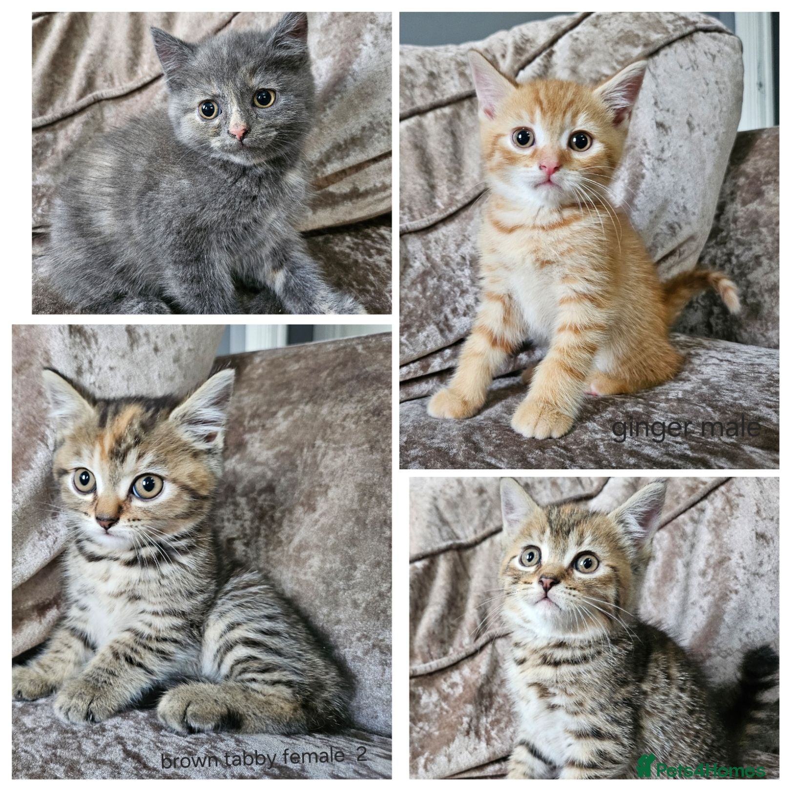 Mixed Breed cats 5 kittens x British blue shorthairs - Advert 5