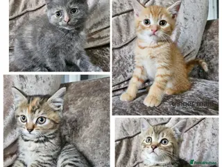 Mixed Breed cats 5 kittens x British blue shorthairs - Advert 10