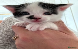 Oriental cats for sale: 1 male & 1 female kitten  - Image 3