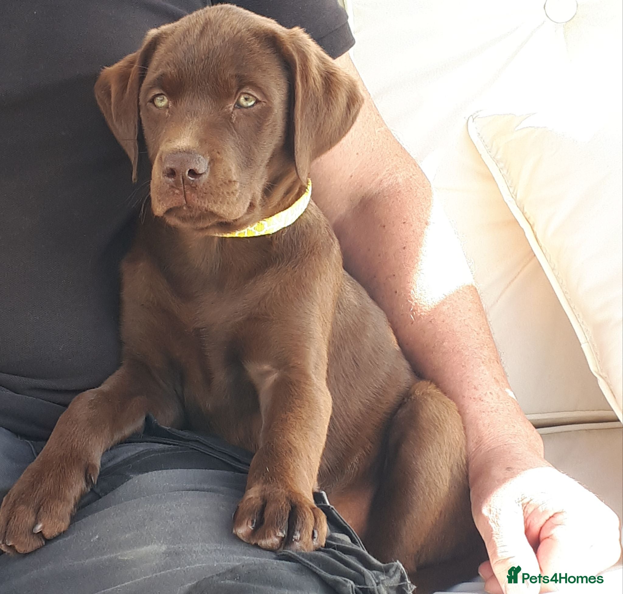 Labrador Retriever dogs Super Chunky Choc KC Pups Health Tested Parents - Advert 2
