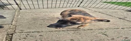 Whippet dogs for sale: Mixed Whippets  - Advert 11
