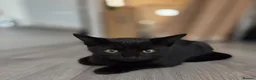 Mixed Breed cats for sale: Two female black kittens for sale in Littlehampton - Advert 7
