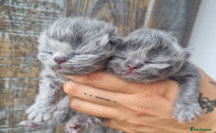 Persian cats - Advert 6