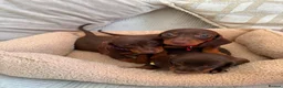 Dachshund dogs for sale: Dachshund  - Advert 4