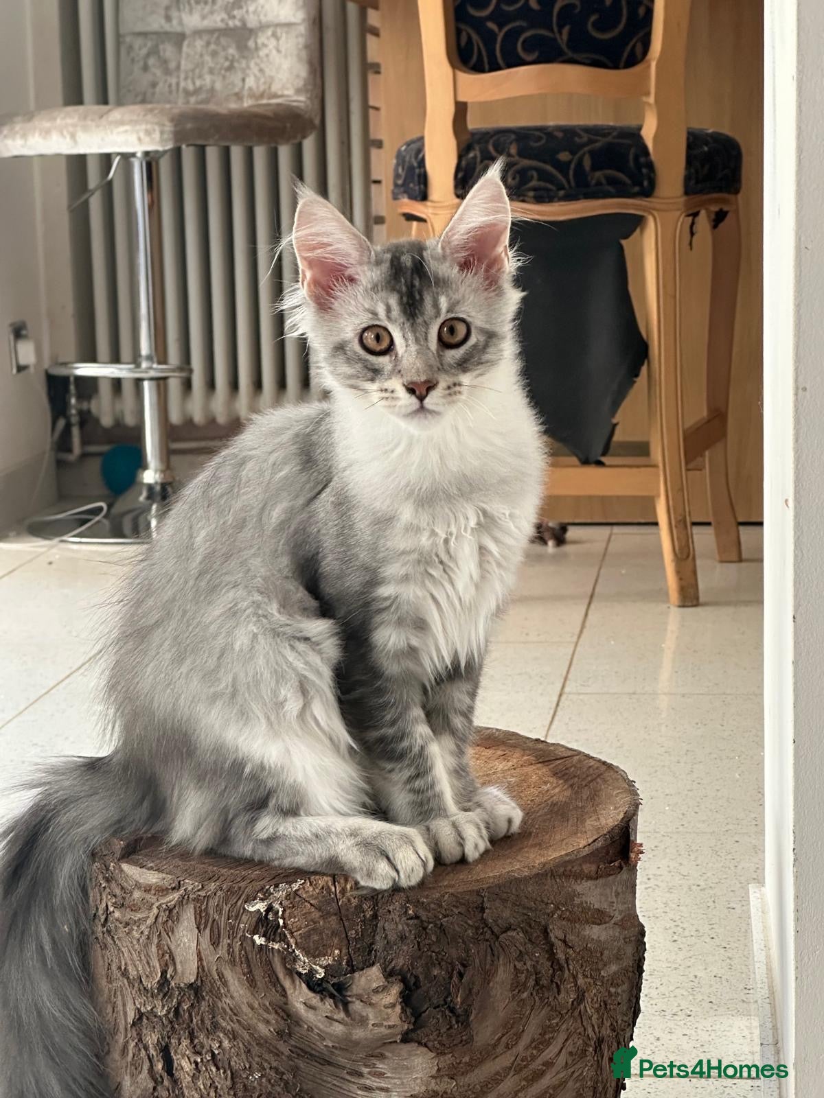 Maine Coon cats ✨ TICA Registered Maine Coon Boys ✨ - Advert 11