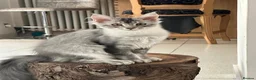 Maine Coon cats for sale: ✨ TICA Registered Maine Coon Boys ✨ - Advert 1