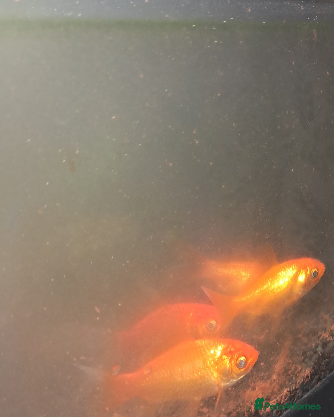 Goldfish fish for sale: Goldfish for sale - Image 2