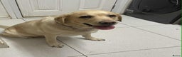 Labrador Retriever dogs for sale: Lovely Labrador  - Advert 4