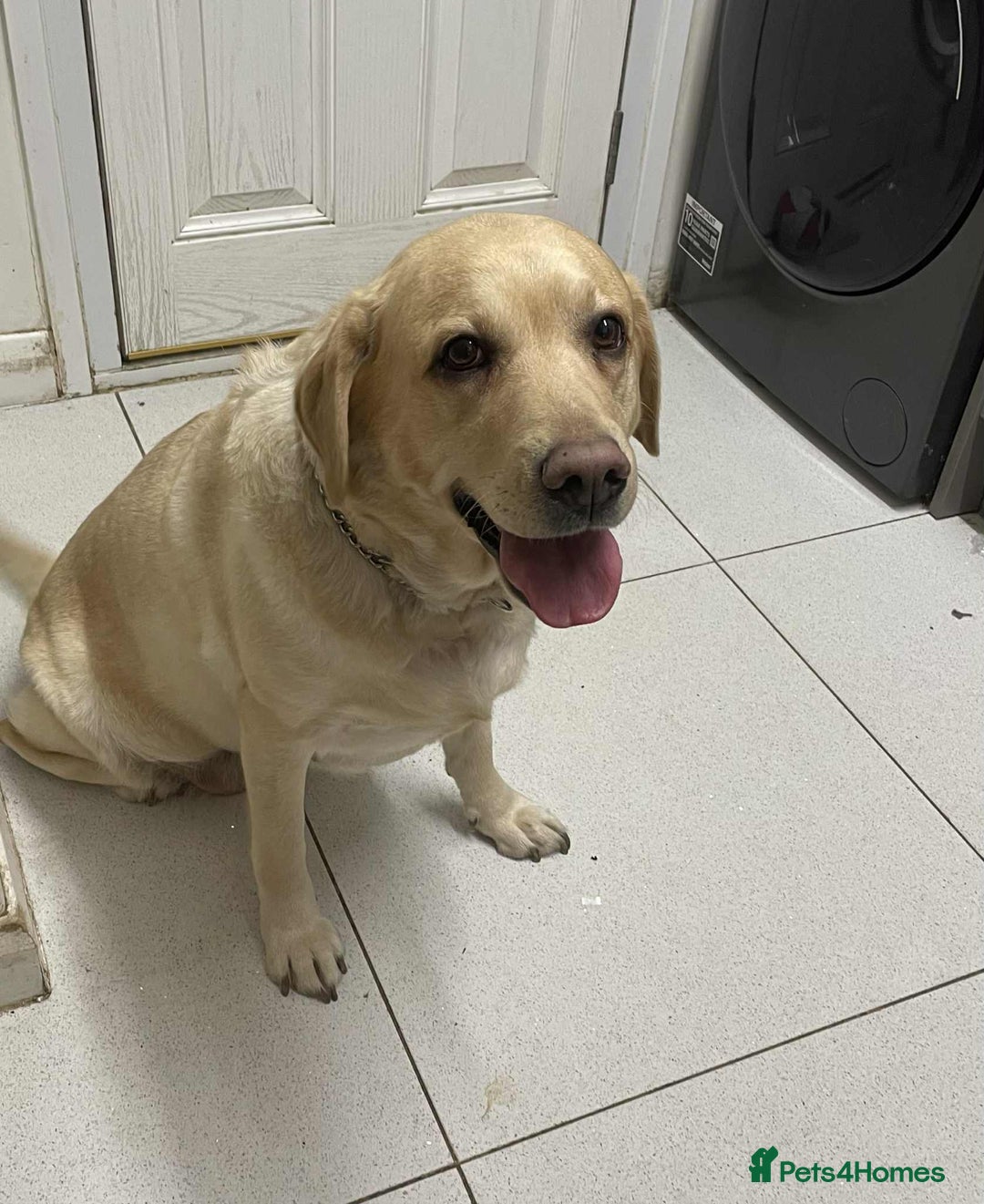 Labrador Retriever dogs for sale: Lovely Labrador  - Advert 4