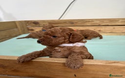 Cockapoo dogs for sale: Fox red cockapoo's - Image 5