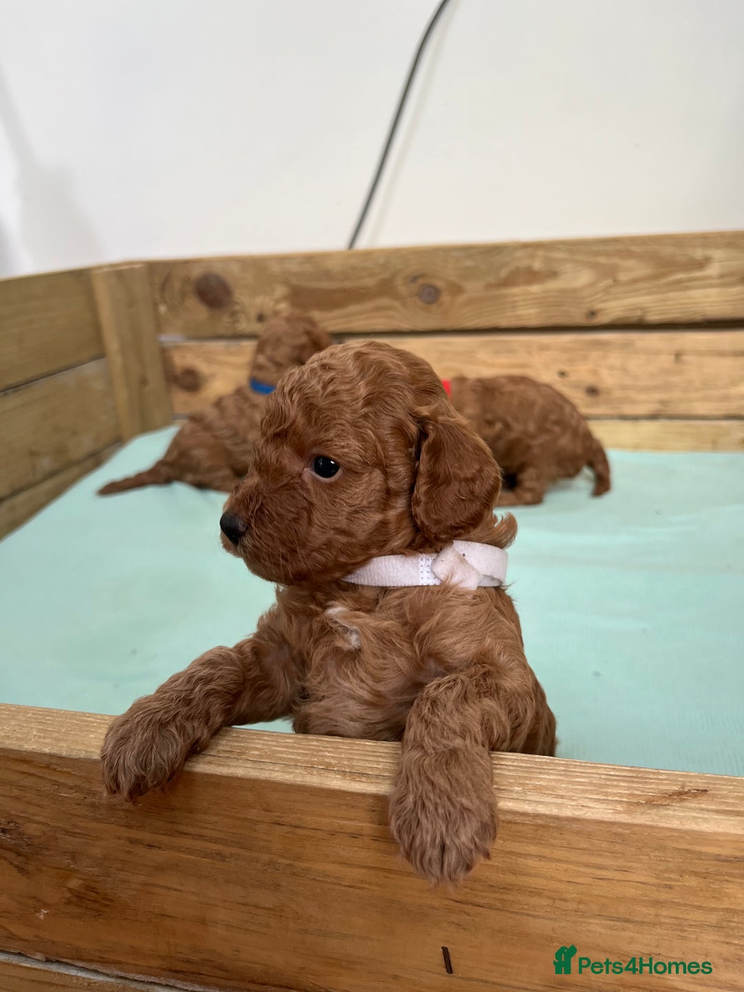 Cockapoo dogs for sale: Fox red cockapoo's - Image 5