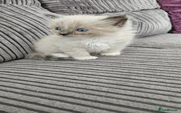 Ragdoll cats for sale: Gorgeous Ragdoll kittens  - Image 4