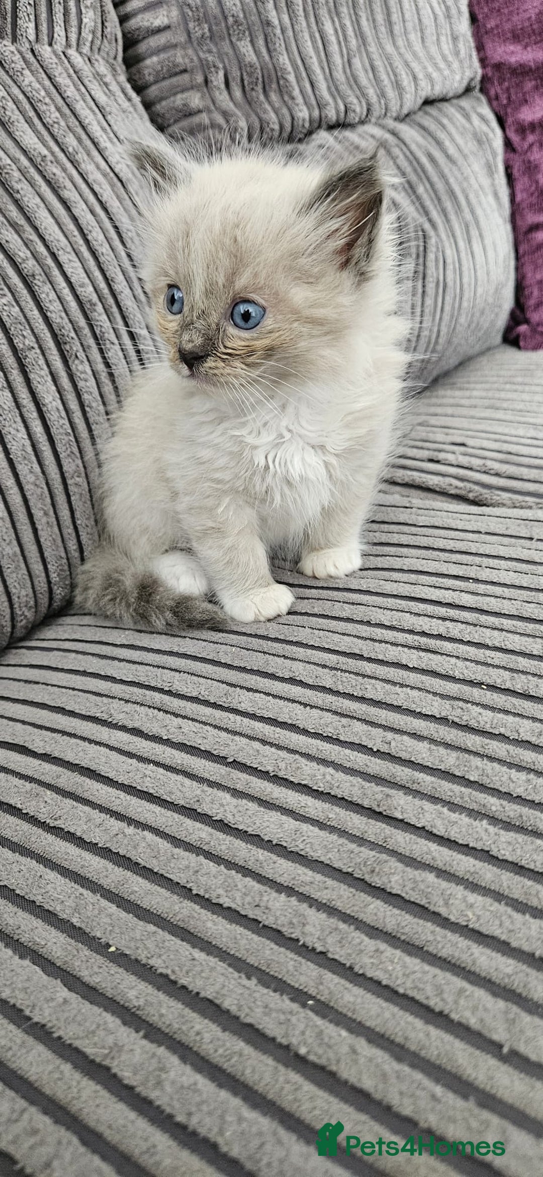 Ragdoll cats for sale: Gorgeous Ragdoll kittens  - Image 4