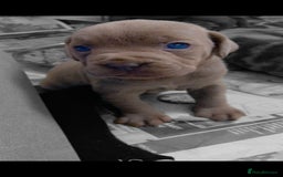 Mixed Breed dogs for sale: Beautiful Molesser Mastiff pups - Image 8