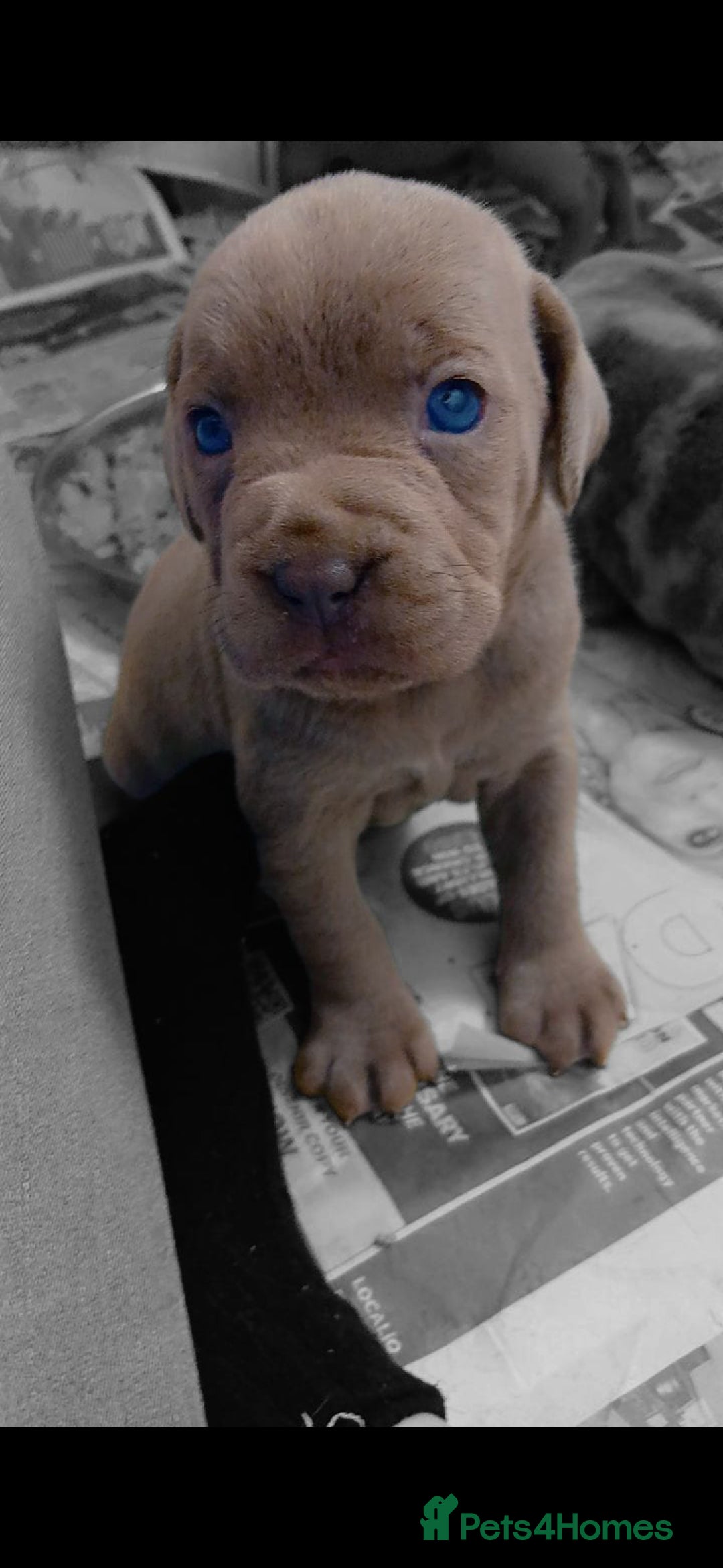 Mixed Breed dogs for sale: Beautiful Molesser Mastiff pups - Image 8