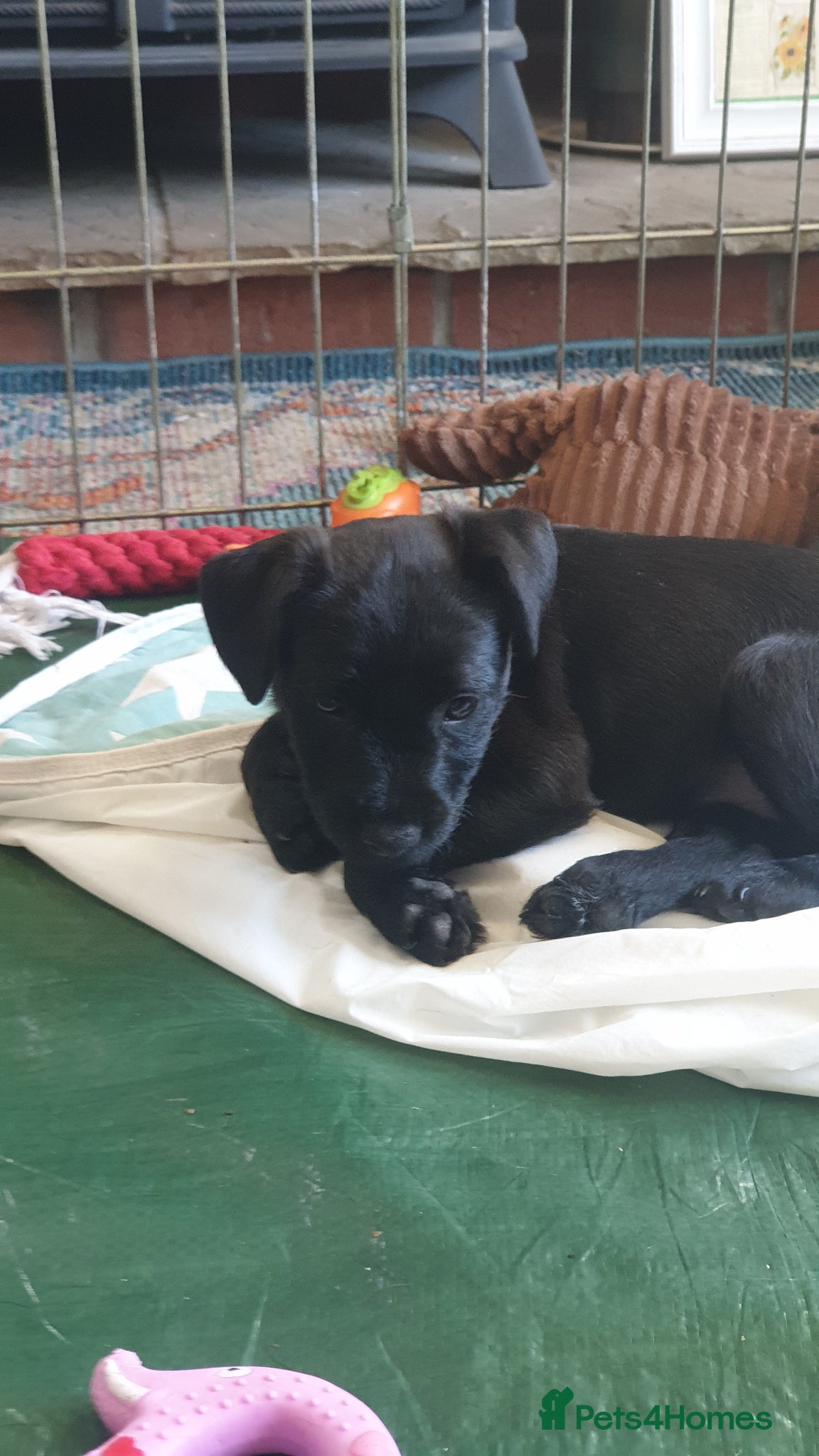 Mixed Breed dogs for sale: Patterdale terriers for sale - Advert 6