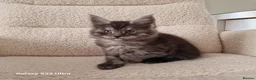 Maine Coon cats for sale: Pure Maine coon kittens - Advert 23