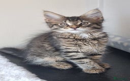 Maine Coon cats for sale: Ready to go now, Maine coon kittens - Image 8