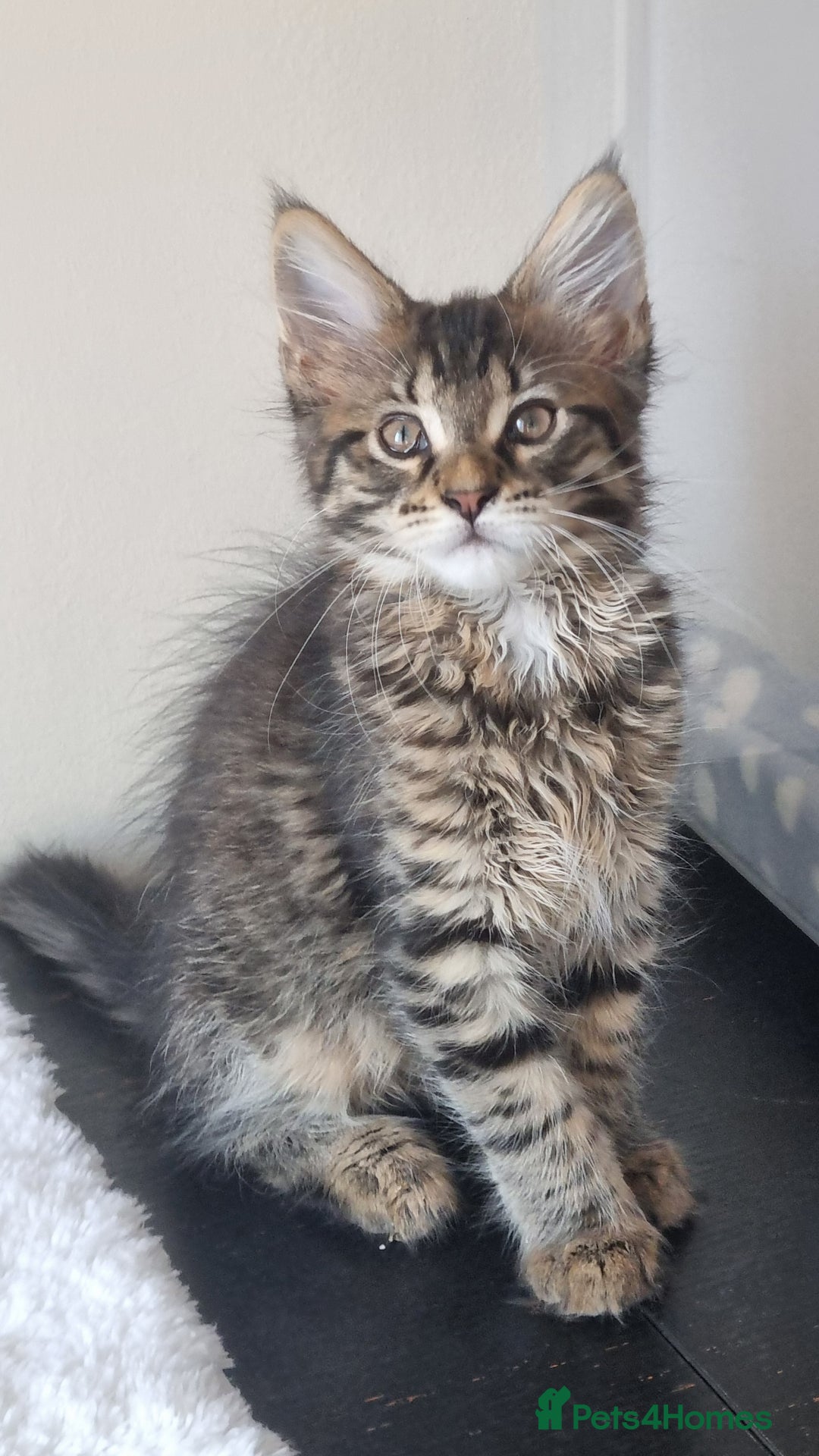 Maine Coon cats for sale: Ready to go now, Maine coon kittens - Image 8